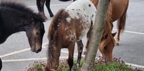 PHOTO: Dartmoor ponies spotted snacking on Chagford flowers