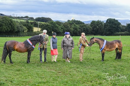 Characterful stallion a prolific winner at Dartmoor Pony Society show