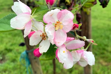 PHOTO: Are your apple blossoms blooming?