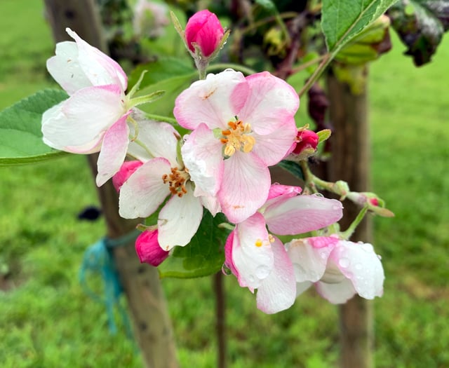 PHOTO: Are your apple blossoms blooming?