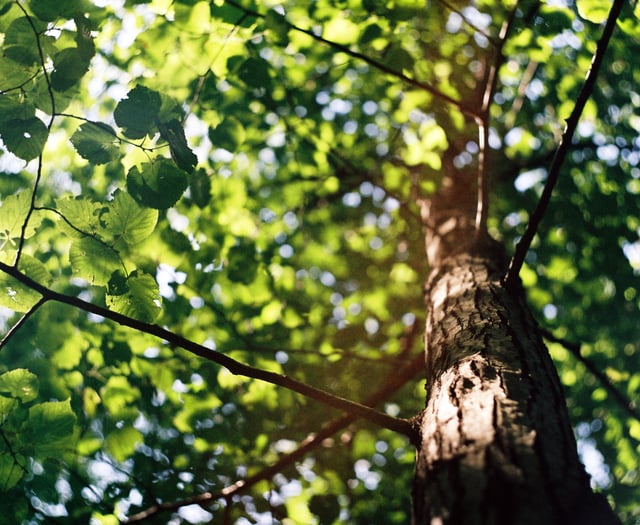 10,000 trees being planted in Devon with help of new tree funding
