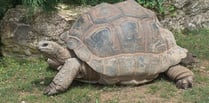 Man sentenced after discovery of dead giant tortoises
