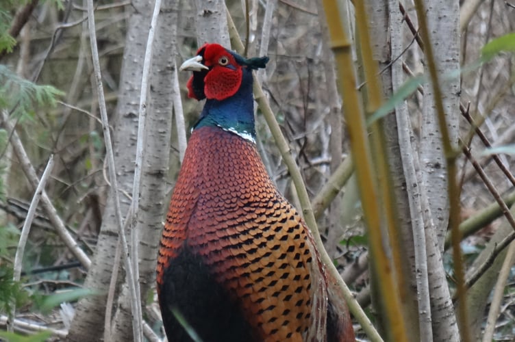 a pheasant