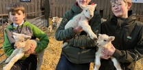 Yelverton farm's public lambing week