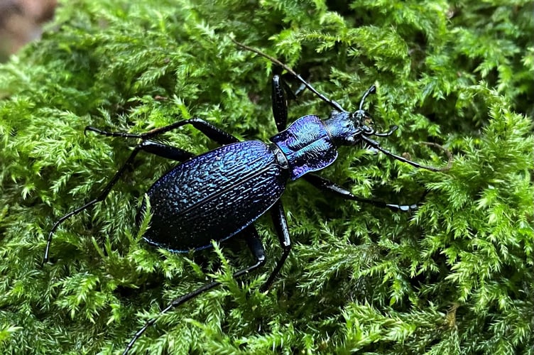 Carabus intricatus Blue Ground Beetle.