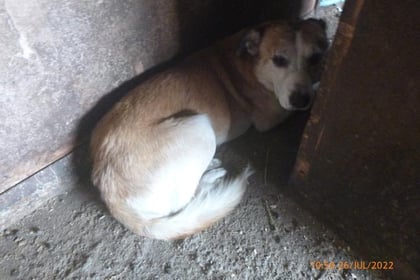 Smallholder admits ill-treating more than 200 dogs