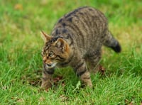 Is the wildcat set to make a comeback in Devon?