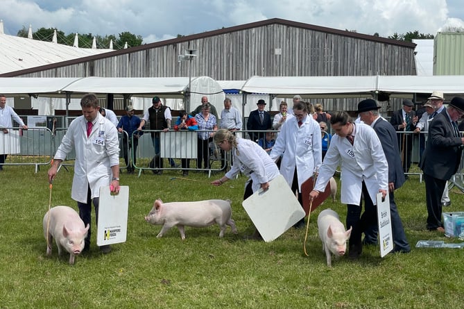 There are record pig class entries at this year’s Show.  AQ 2821
