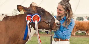 Family's cattle are pride of the shows