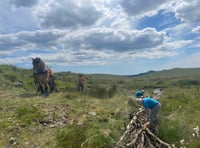 Heavy horses replace vehicles on moor