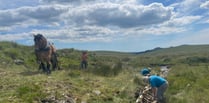 Heavy horses replace vehicles on moor