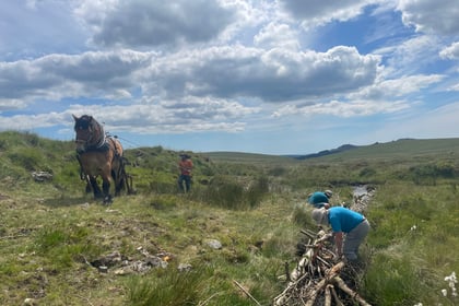 Heavy horses replace vehicles on moor