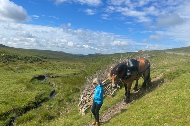 SW Lakes Trust is using heavy horses to replace damaging vehicles on Dartmoor.