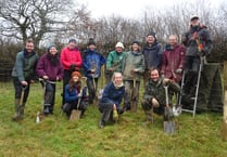 Crowdfunder launched to plant 34,000 trees on Dartmoor