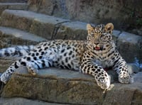 Dartmoor Zoo set to welcome rare Amur leopard