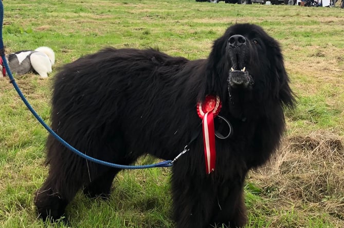 This Newfoundland dog, a winner at last year's Dartmoor Pony Society's Pony and Dog Show, is of a size with some of the ponies exhibited