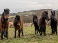 Dartmoor ponies 'need help' 