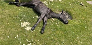 More vigilance needed as third foal dies on Dartmoor
