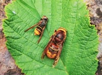 Harmful hornet alert