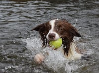 Sticklepath church holds unique service to celebrate departed pets
