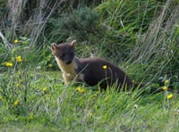 First pine martens reintroduced on Dartmoor 