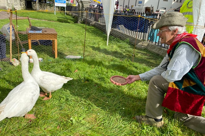 The only geese in town - the Rotary Club's guess the weight of the geese competition at Tavistock Goose Fair.