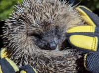 Prickly patients rescued in Okehampton