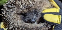 Prickly patients rescued in Okehampton