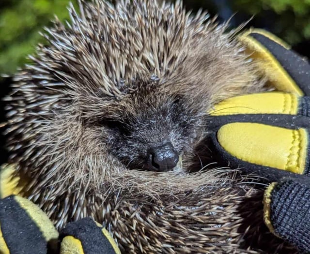 Prickly patients rescued in Okehampton