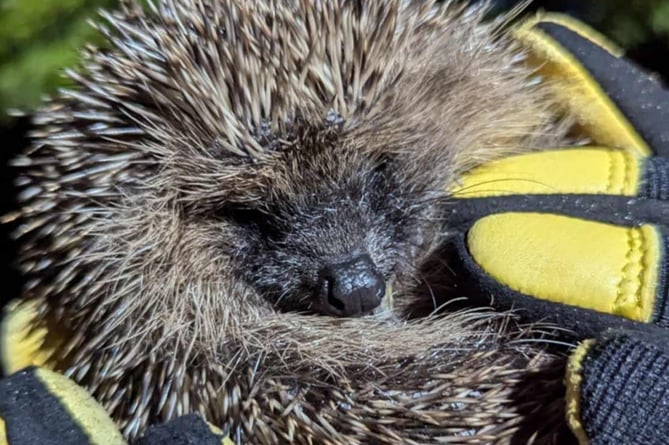 One of Greatfield Hedgehog Rescue's prickly patients having a check-up.