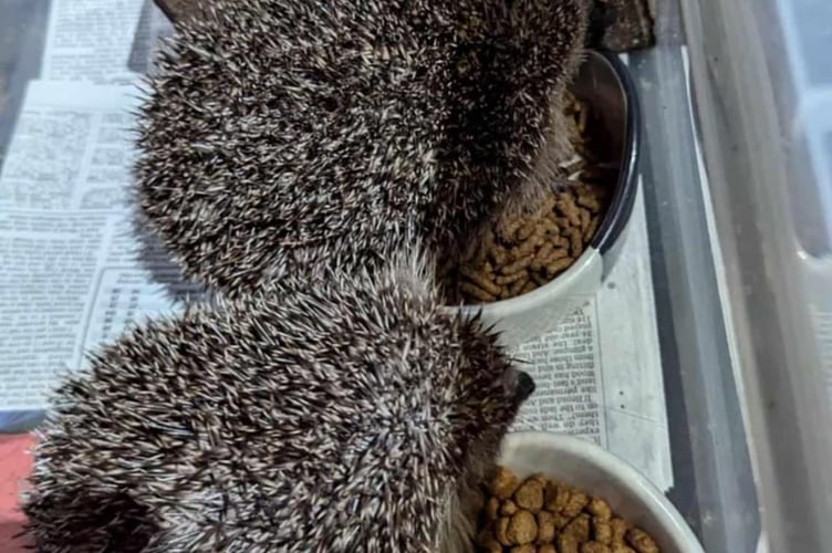 Greatfield hedgehog rescue patients on the mend