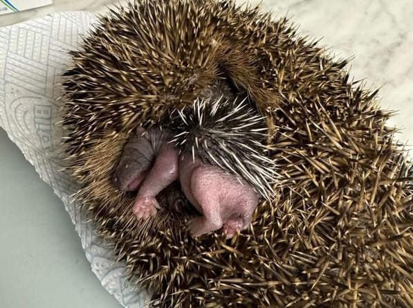 Greatfield Hedgehog Rescue.