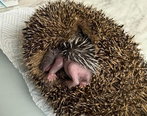 Greatfield Hedgehog Rescue.