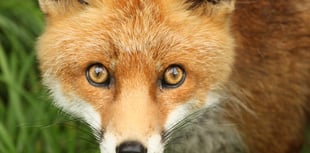 Anti-hunt activists warn the public ahead of Boxing day events