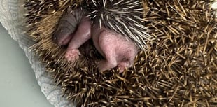 Hedgehog rescue needs your help