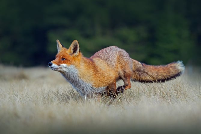 A stock image of a fox in the countryside