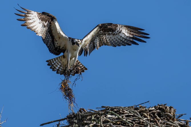 Ospreys may soon be nesting along Teign estuary