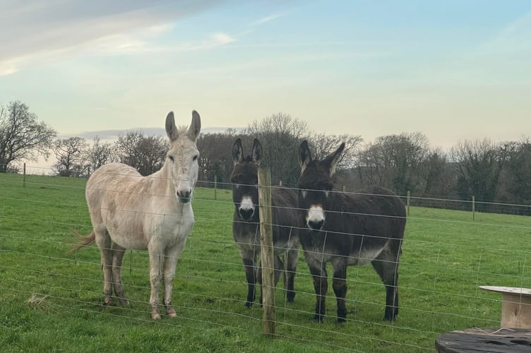 Gizmo, Harry and Nelson at the Therapy Tails farm