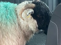 Sheep escorted off A30 by police