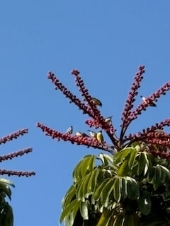 Bananaquits high in an Octopus Tree. Picture: Mike Hitch