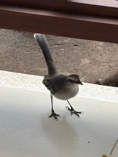 A Tropical mockingbird. Picture Mike Hitch