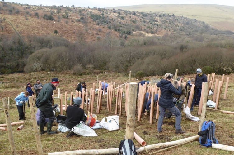 Volunteers plant their first trees on Harford Moor