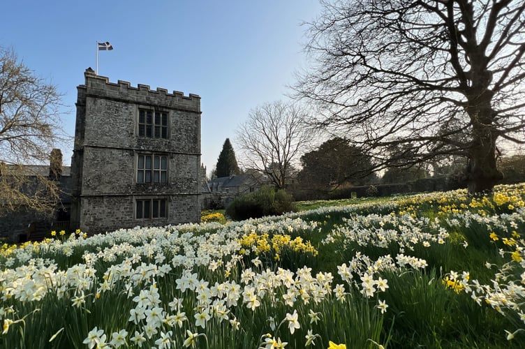 Daffodils carpeting the meadow by Cotehele house, an uplifting sign of sprit. Picture: Mel Peters/National Trust Images